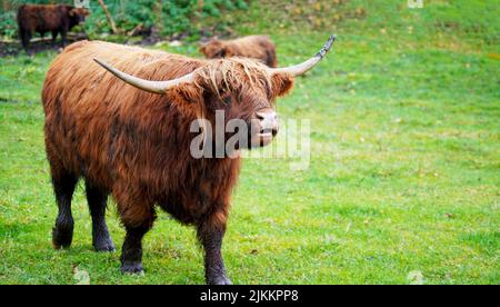 A brown scottish highland cow in the field in spring Banque D'Images