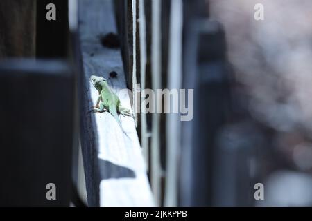 Une belle photo d'une anole verte sous le soleil Banque D'Images