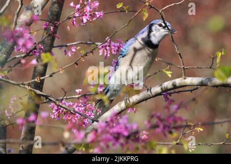 A close-up shot of a Blue jay perched on a tree twig on a blurred background Banque D'Images