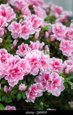 A vertical shot of beautiful soft pink Azalea plants growing in a bush on a summer day Stock Photo