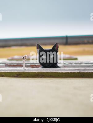 Un cliché vertical d'un chat noir se penchant hors d'une fenêtre en regardant vers le bas de la route en dessous Banque D'Images