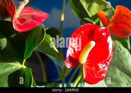 A closeup of beautiful vibrant red Painter's Palette flowers growing outdoors under the bright sun Stock Photo