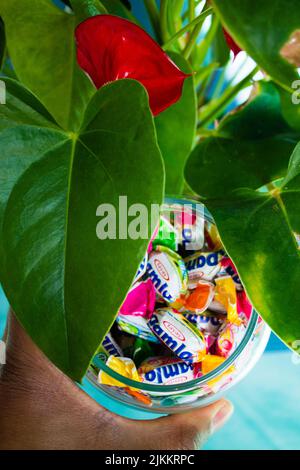 Gros plan d'une plante d'anthurium rouge avec une main mâle tenant un verre de bonbons Banque D'Images