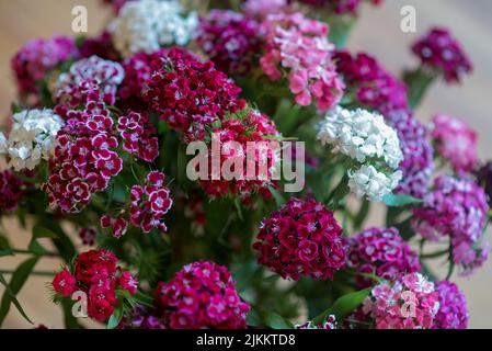 A closeup shot of colorful sweet William (Dianthus barbatus) flowers in full bloom Stock Photo