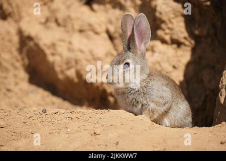 Adorable lapin sylvilagus audubonii assis sur un sol sablonneux ensoleillé près d'une falaise de grès par temps chaud dans un désert aride Banque D'Images