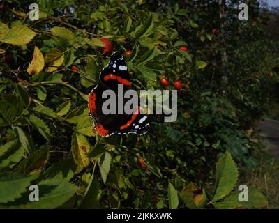 Un papillon, l'amiral rouge, Vanessa Atalanta, dans un rosier. Banque D'Images