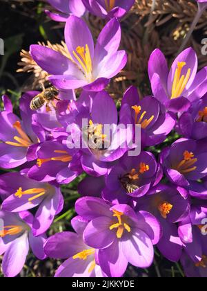 A top view of the bees pollinating on Crocus vernus flowers Stock Photo