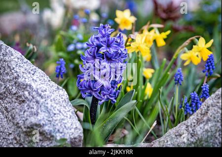 A spring flower border with blue and purple hyacinths and yellow daffodils Stock Photo