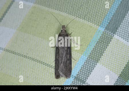 Un papillon gris, attiré par la lumière dans l'appartement, se trouve sur le rideau. Banque D'Images