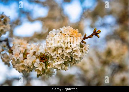 Selective focus of beautiful white cherry branches on a tree in the spring season, on a blurry background Stock Photo