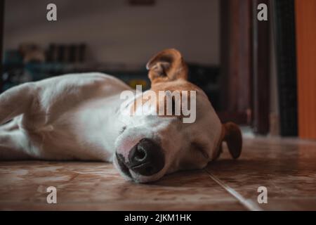 A female jack russell puppy sleeping on the floor Banque D'Images