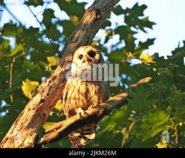 A closeup shot of a barred owl perched on a tree at sunset Stock Photo