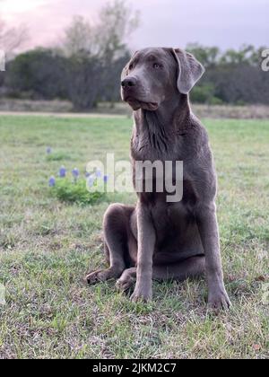 Un cliché vertical d'un Labrador gris retriever assis sur le sol Banque D'Images