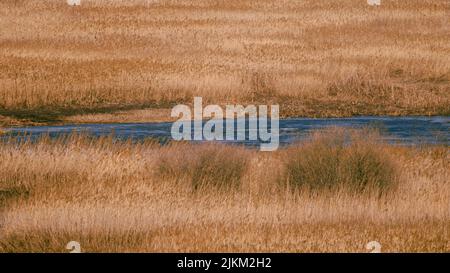 Un marais marécageux brun avec des flaques bleues Banque D'Images