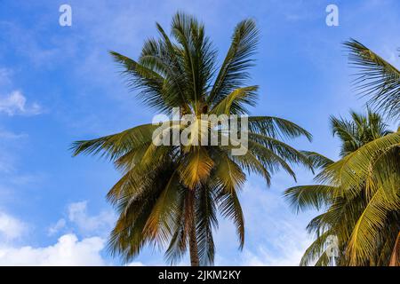 A low angle shot of palm trees on Worthing Beach in Worthing, Barbados Stock Photo