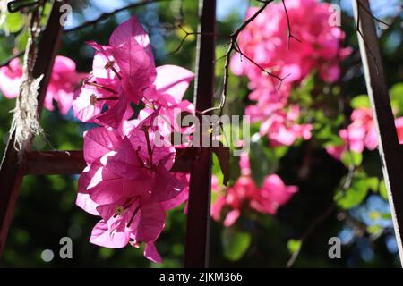 Un gros plan de belles fleurs de bougainvillea glabra rose dans un jardin Banque D'Images