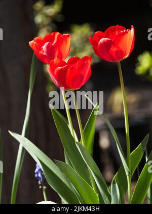 A vertical shot of tulips growing in the garden. Stock Photo