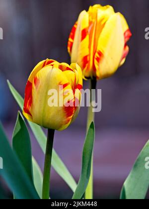 Une photo verticale d'un bourgeon de tulipes qui pousse dans le jardin. Banque D'Images