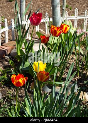 A vertical shot of tulips growing in the garden. Stock Photo