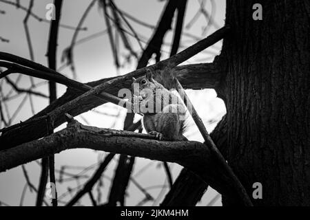 A grayscale shot of a squirrel sitting on a tree branch and eating something. Stock Photo