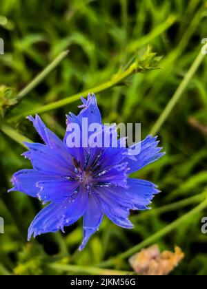 A closeup shot of a blue Common chicory flower ( Cichorium intybus) on a blurry background Stock Photo