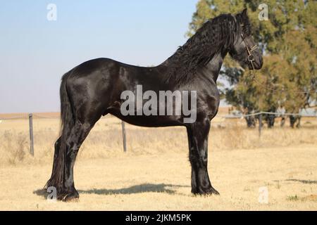 A graceful black horse standing in a field and looking ahead Banque D'Images