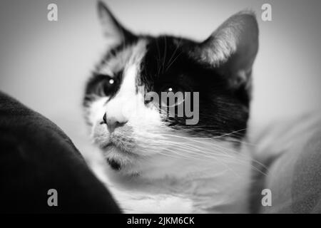 A grayscale portrait of an adorable tricolor cat with a cunning glance Stock Photo