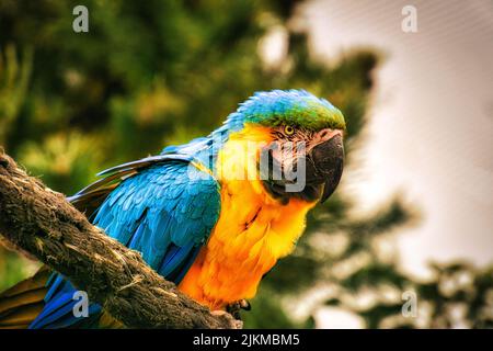l'espèce de perroquet ara est menacée d'extinction. oiseaux colorés en portrait. Ils sont trouvés en Amérique du Sud Banque D'Images