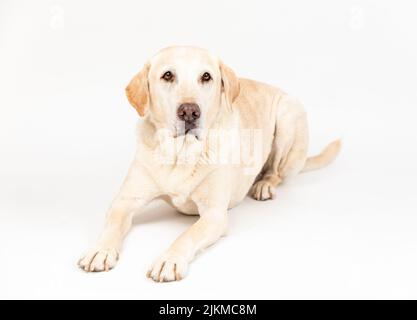 chien labrador brun couché dans un studio avec fond blanc Banque D'Images