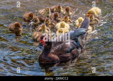 A closeup shot of the muscovy duck and its ducklings swimming in the pond Stock Photo