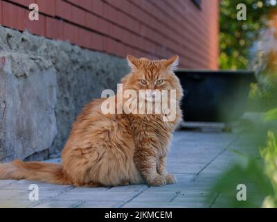 Un chat de gingembre assis devant une maison. Gros plan. Banque D'Images