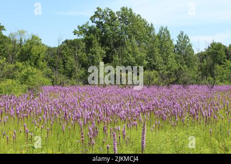 Prairie à Camp Pine Woods à des Plaines, Illinois, dominée par les fleurs sauvages des étoiles de prairie Banque D'Images