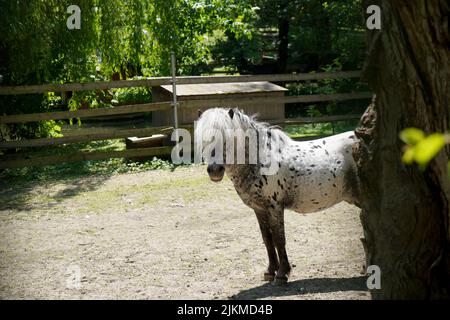 A selective focus shot of a miniature Appaloosa horse standing in the backyard of the barn Stock Photo