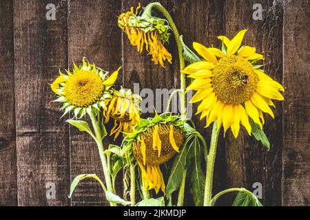Un arrangement de tournesols dans divers États de décomposition contre une clôture en bois. Banque D'Images