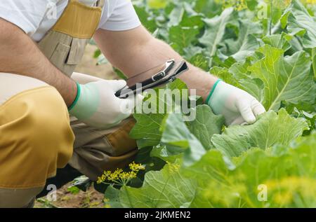 Le jardinier utilise un comprimé pour saisir des informations sur la croissance du chou biologique. Concept d'agriculture intelligente Banque D'Images