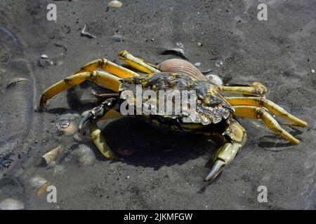 A macro view of a Mediterranean green crab (Carcinus aestuarii) crawling on the sand in the water Stock Photo