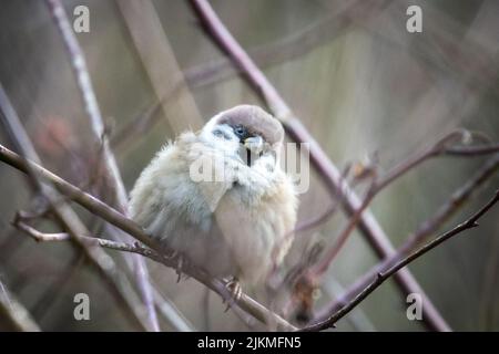 Vue macro d'un arbusteur eurasien (passant montanus) perché sur la branche de l'arbre Banque D'Images