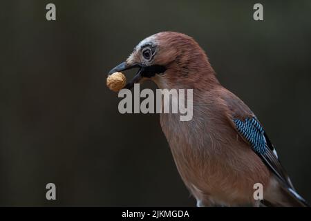 A closeup shot of an Eurasian jay bird perching on a twig with a seed in its beak on a sunny winter day with blurred background Stock Photo