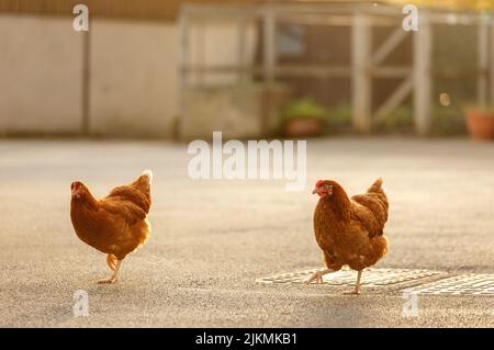 A closeup of Hens walking in the North of Yorkshire, England Stock Photo