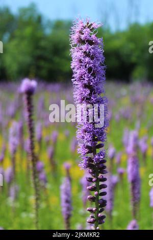 Fleurs sauvages des étoiles flamboyantes des Prairies avec beaucoup en arrière-plan à Camp Pine Woods à des Plaines, Illinois Banque D'Images