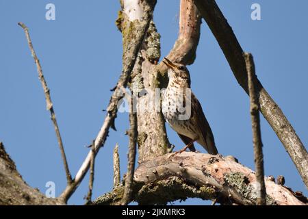 Chant Grush chant sur un arbre mort au début de l'été. Vallée du Rhin, Rhénanie-du-Nord-Westphalie, Allemagne. Banque D'Images