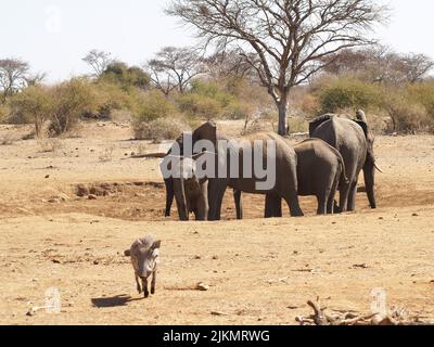 Les éléphants arrivent pour trouver de l'eau dans un trou d'eau peu profond en Afrique du Sud tandis que les jeunes chases se débadent. Banque D'Images