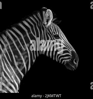 A closeup shot of a zebra's head isolated on a dark background Stock Photo