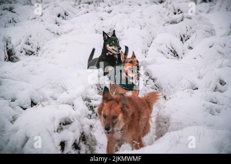 A Beautiful shot of a Basque German Shepherd and rottweiler dogs running on white snow ground on a winter day Stock Photo