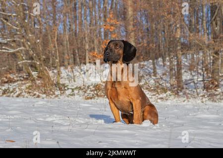 Magnifique chien de montagne bavarois posé dans la forêt enneigée par une belle journée d'hiver Banque D'Images