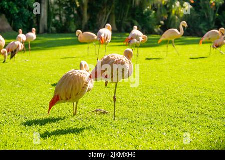 Pink flamingos standing in green grass. Stock Photo