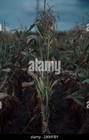 A closeup shot of dry corn on the stalk in the field Stock Photo