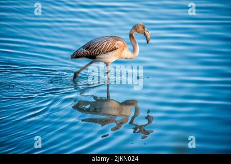 A beautiful Greater flamingo (Phoenicopterus roseus) reflected on a body of water under the bright sunlight Stock Photo