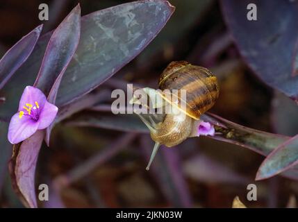 Un escargot de jardin brun (Cornu aspersum) sur une feuille dans un jardin à Sydney, Nouvelle-Galles du Sud, Australie (photo de Tara Chand Malhotra) Banque D'Images