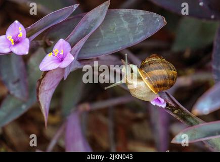 Un escargot de jardin brun (Cornu aspersum) sur une feuille dans un jardin à Sydney, Nouvelle-Galles du Sud, Australie (photo de Tara Chand Malhotra) Banque D'Images